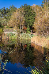 Reflecting Pond in Fall