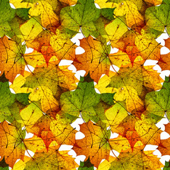 Fall leaves seamless photo background. Colorful autumn texture pattern.