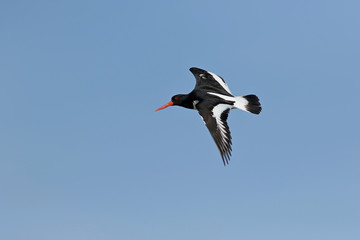 Кулик-сорока.