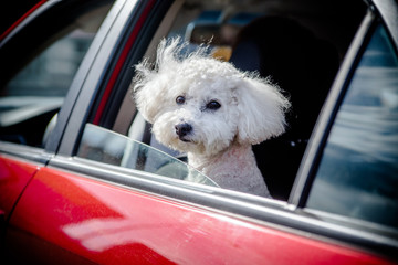 French lapdog peeps out the car window 