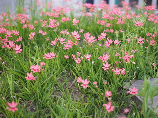 Obraz premium 花 道端