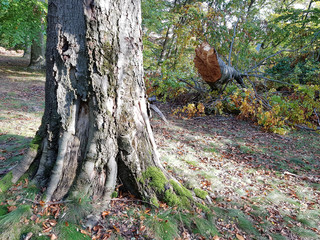 Sturmschaden im Buchenwald im Herbst