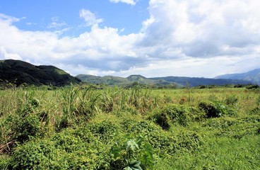 Fototapeta na wymiar green field in Venezuela