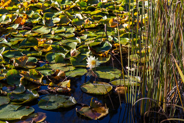 Lotus Bloom in a Lily Pond