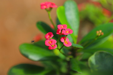 Pink Flowers