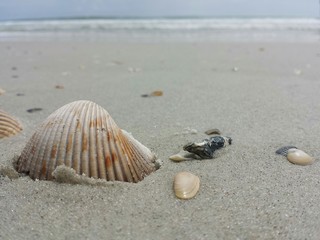 Fototapeta na wymiar Seashells on the beach in Atlantic coast of North Florida