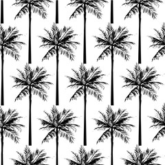 tropical palm tree nature