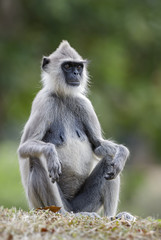 Hanuman Langur - Semnopithecus entellus, Sri Lanka