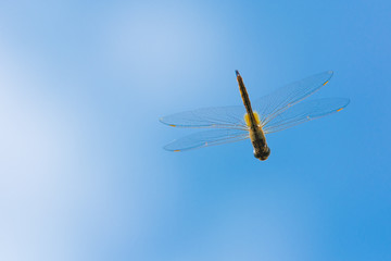 青空のトンボ © masayuki