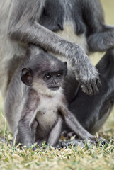 Hanuman Langur - Semnopithecus entellus, Sri Lanka