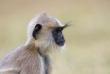 Hanuman Langur - Semnopithecus entellus, Sri Lanka