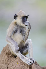 Hanuman Langur - Semnopithecus entellus, Sri Lanka