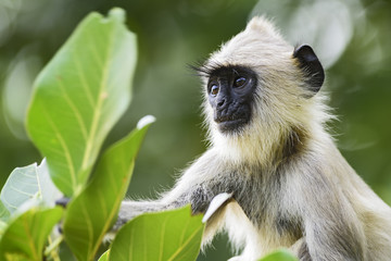 Hanuman Langur - Semnopithecus entellus, Sri Lanka