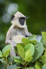 Hanuman Langur - Semnopithecus entellus, Sri Lanka