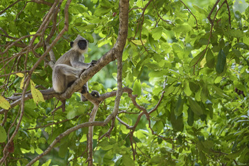 Hanuman Langur - Semnopithecus entellus, Sri Lanka