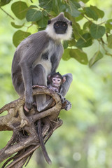Hanuman Langur - Semnopithecus entellus, Sri Lanka