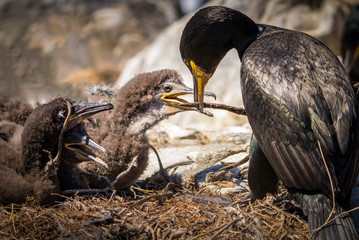 Nest Building Class - Shag & Chicks, Farne Island