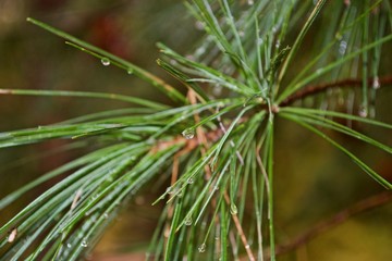 Beautiful green pine-tree with water drops