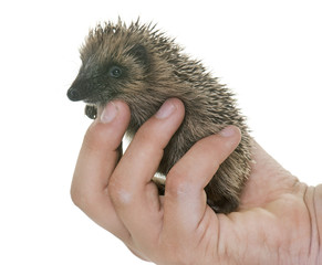 baby hedgehog in hand