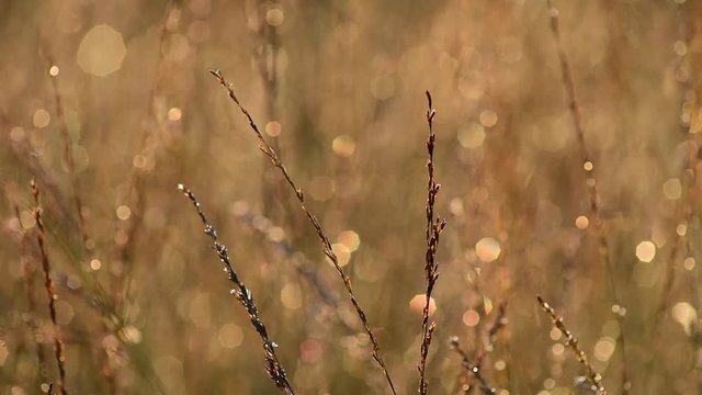 Gras im Gegenlicht, morgens im Moor, leichter Wind