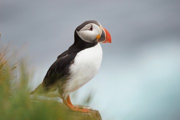 Junge Papageitaucher / Puffin an den Klippen von Latrabjarg, Westfjorde / Island