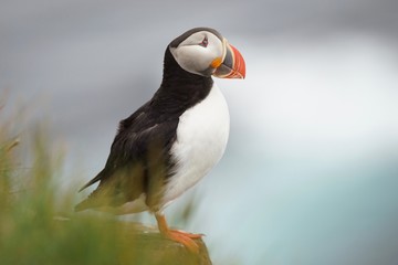 Junge Papageitaucher / Puffin an den Klippen von Latrabjarg, Westfjorde / Island