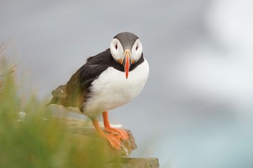 Junge Papageitaucher / Puffin an den Klippen von Latrabjarg, Westfjorde / Island