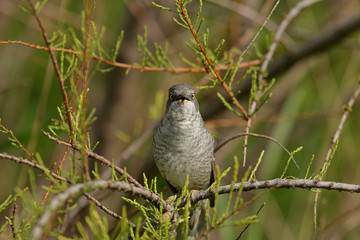 Ястребиная славка.