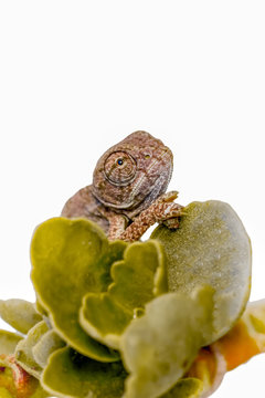 Baby green chameleon  - Stock Image