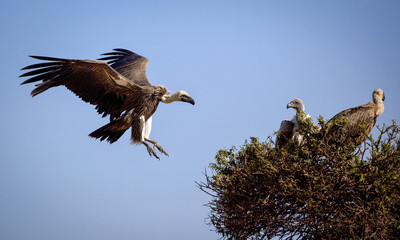 A white backed vulture seems to hang in mid air as it prepares to land in a tree with other vultures already in it.