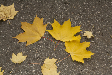 Yellow leaves on the road.
