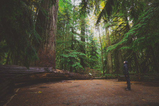 a woman looking up a giant tree