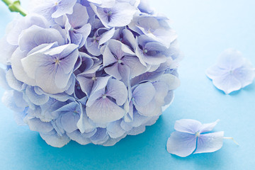 Blue Hydrangea flower on the blue background. Close up