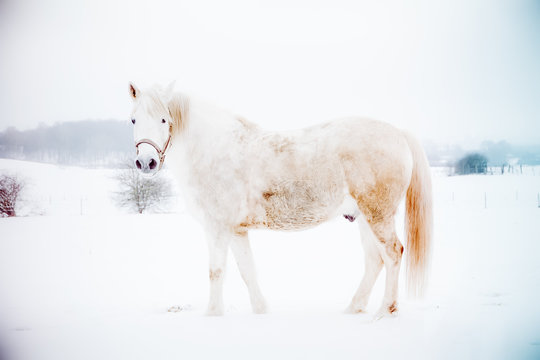 White horse on snow