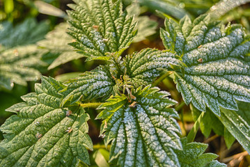 Frosted nettle leaves green closeup
