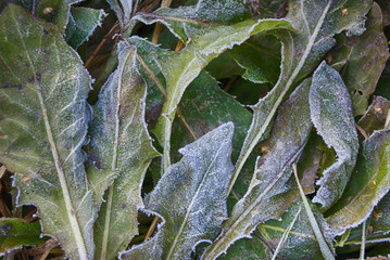 Frosted dandelion leaves green autumn cold day closeup