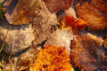 Wet autumn aspen leaves sunny day closeup