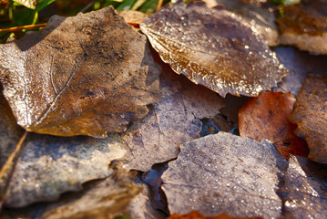 Wet autumn aspen leaves sunny day closeup