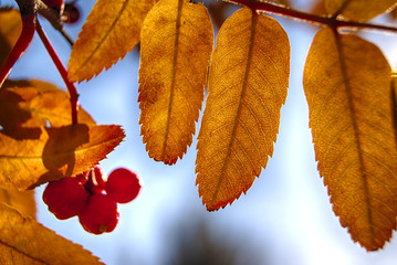Yellow rowanberry leaves autumn sunny day