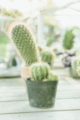cactus flower in pot