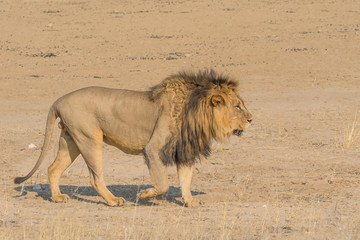 Walking Male Lion