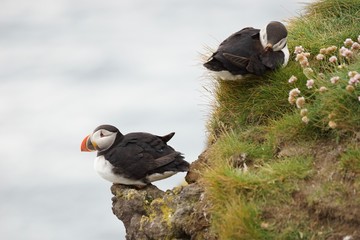 Papageitaucher / Puffin an den Klippen von Latrabjarg, Westfjorde / Island 
