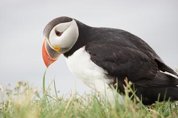 Naklejka premium Papageitaucher / Puffin an den Klippen von Latrabjarg, Westfjorde / Island 