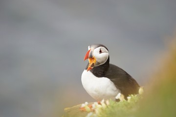 Papageitaucher / Puffin an den Klippen von Latrabjarg, Westfjorde / Island 
