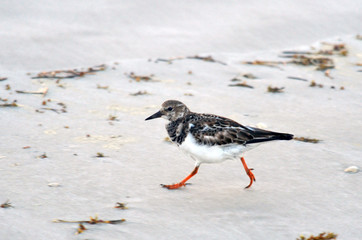 Ruddy Turnstone, St. Augustine, Florida