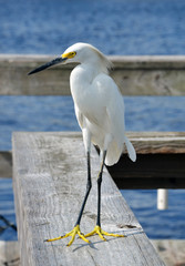 Snowy Egret, St. Augustine, Florida