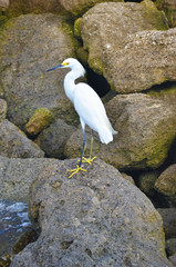 Snowy Egret, St. Augustine, Florida