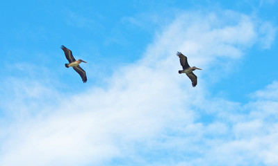 Brown Pelican pair flying in tandem
