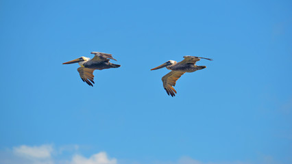 Pair of Brown Pelicans flying in unison