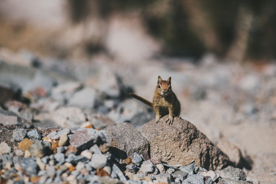 Chipmunk on a rock
